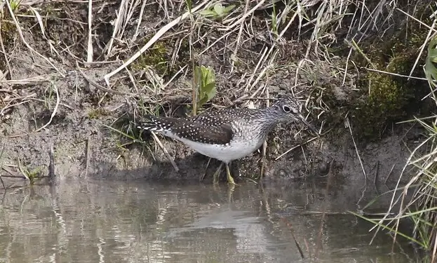 maçarico-solitario camuflado. Suas cores de misturam muito bem ao ambiente ao seu redor.
