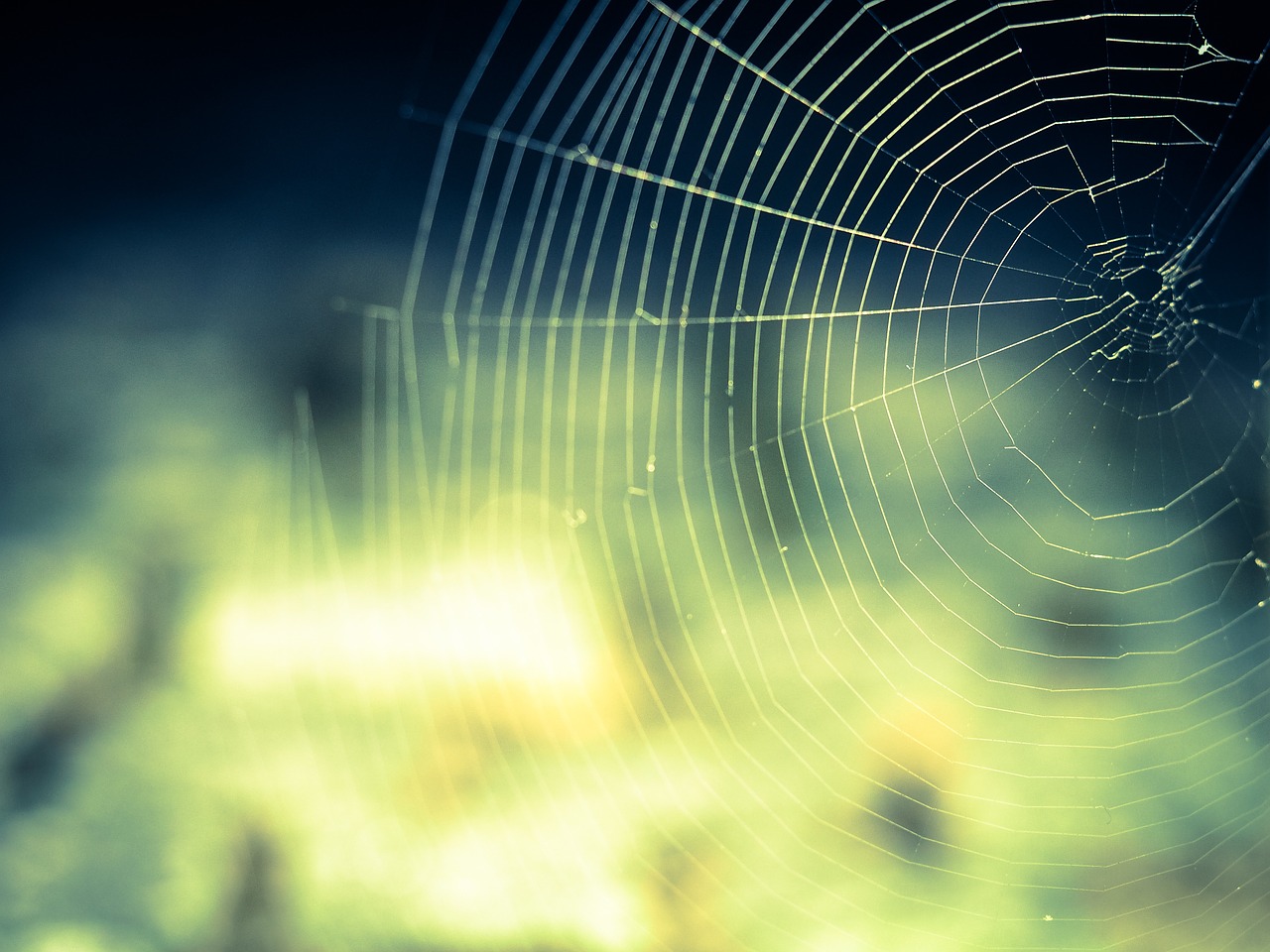 A dedetização de aranhas