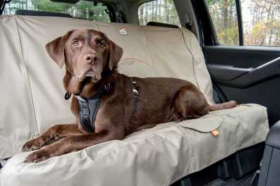 6 Tips for Easy Holiday Travel with your Dog