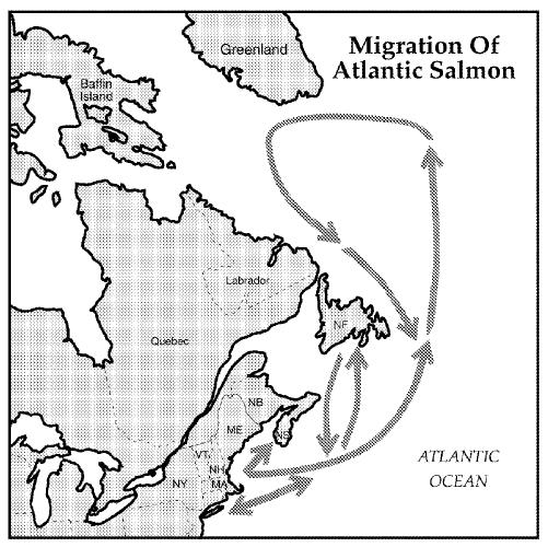 Figure 4.  Ocean migration of Atlantic salmon from the Connecticut River