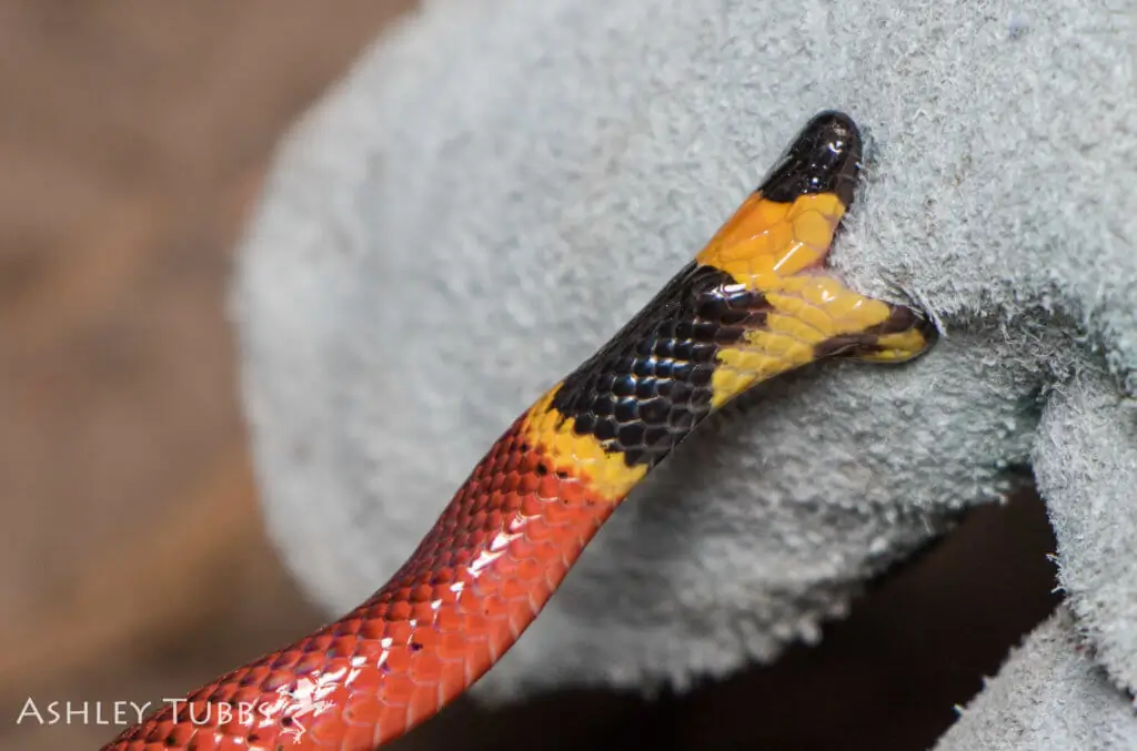 Cobra coral atacando mão, através de uma luva de proteção.