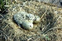 A Herring Gull chick with 2 unhatched eggs