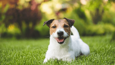 Five Ways to Keep your Landscape Looking Great When You Have Pet-Owning Tenants