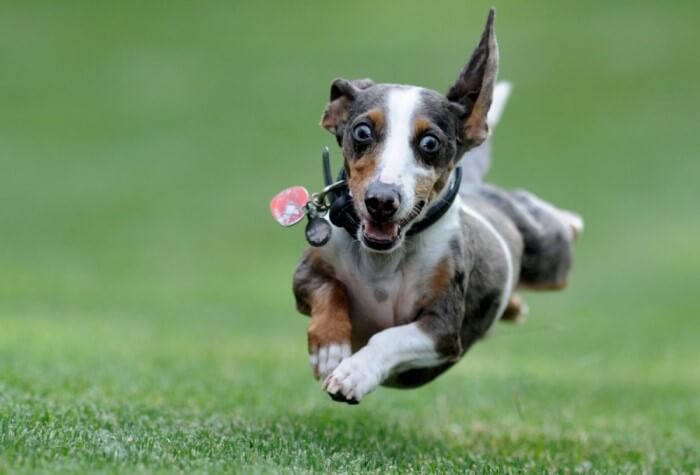 Dogs playing together