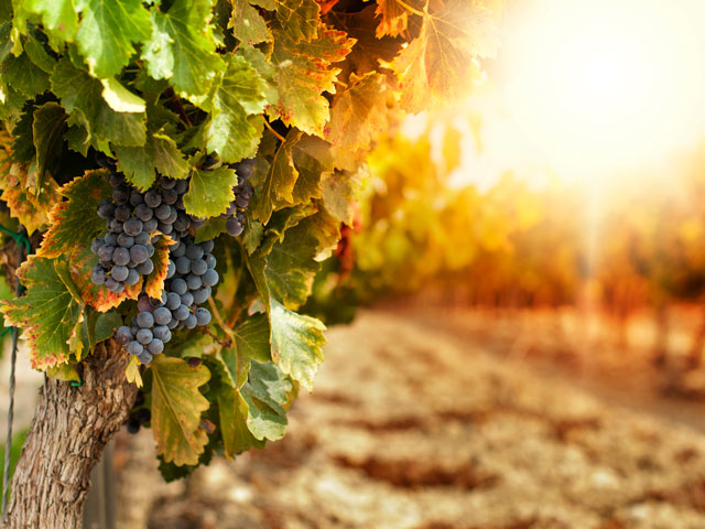 A varietal of grape hanging on a vineyard vine