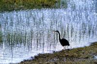 Purple Heron stands by the water