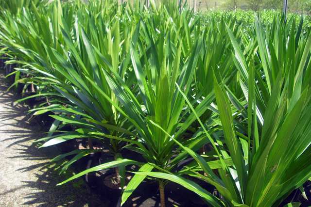 Magic Green - Dracaena Benefits