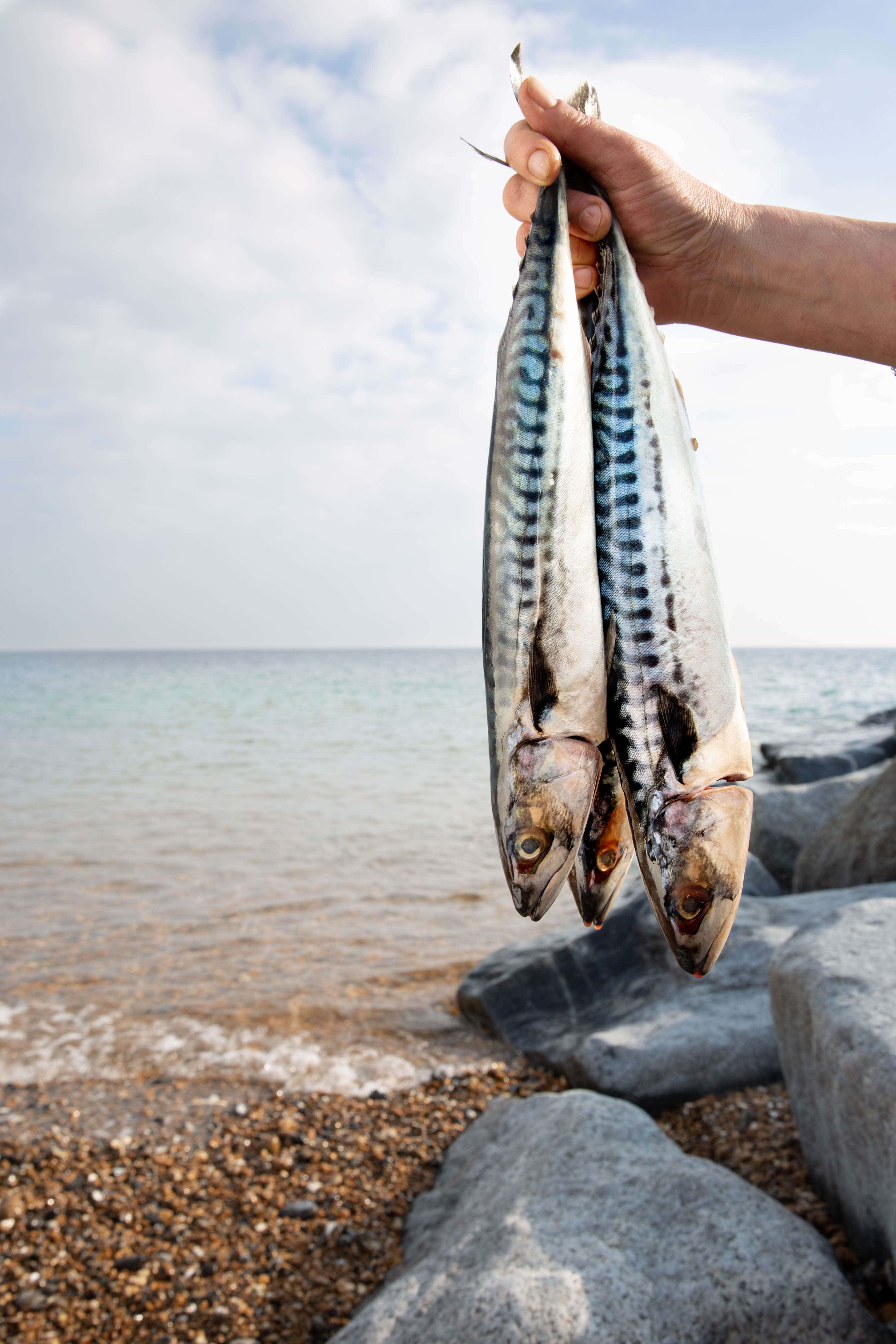 Three fresh mackerel being held up on the beach.