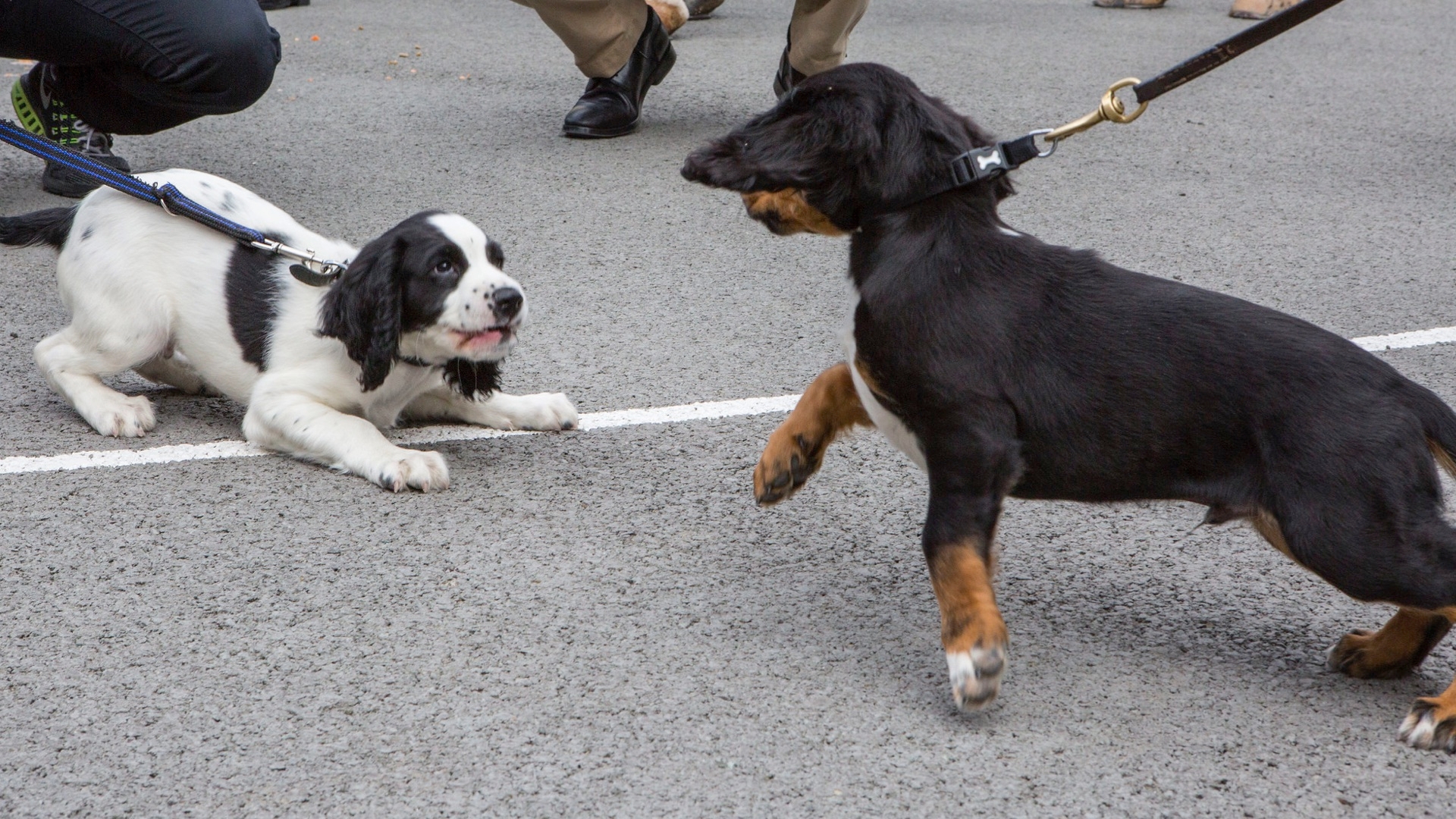 Territorial Marking Behavior In Dogs