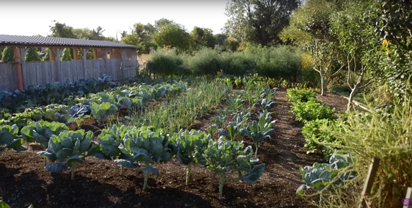 A garden with a lot of vegetables, like cabbages