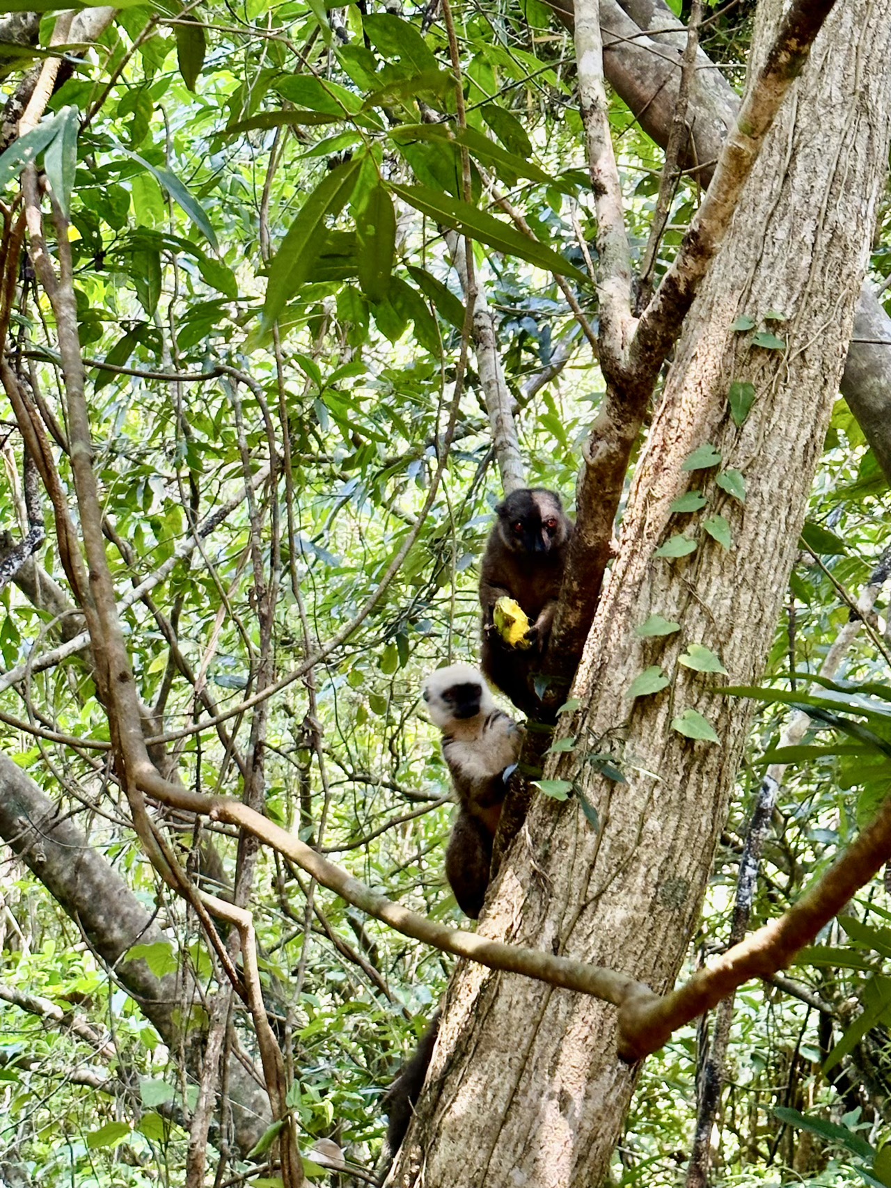 Two more lemurs eating fruit