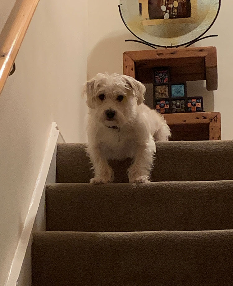 Meet Angus