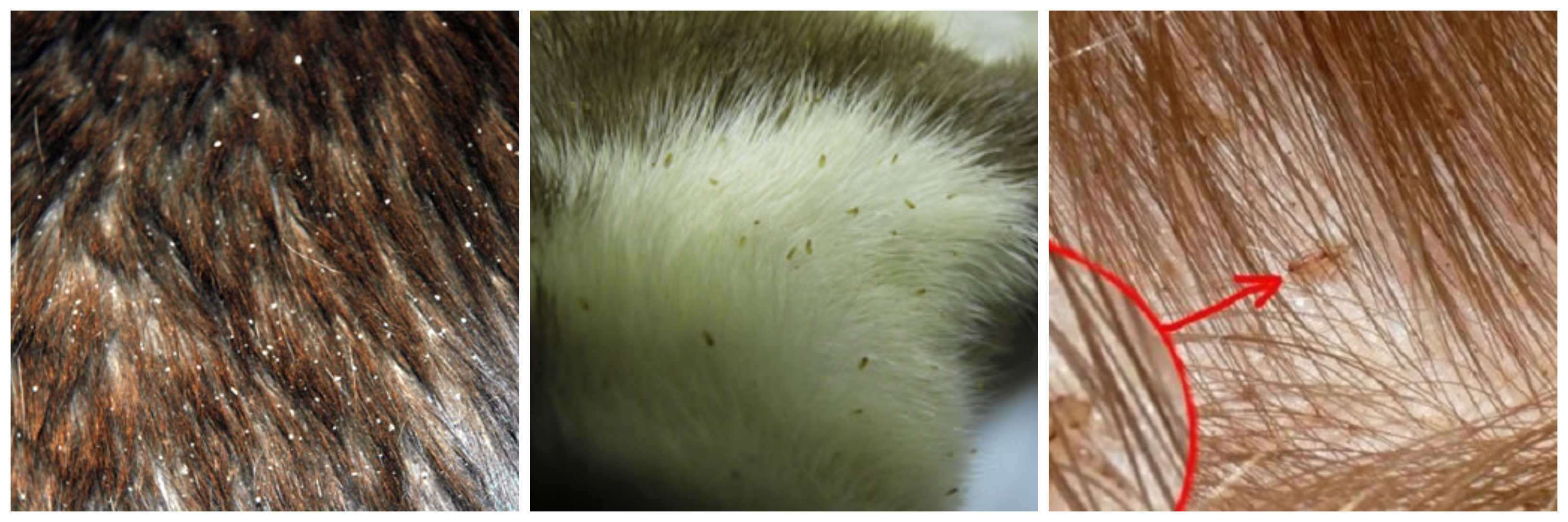 Can cats get lice? What to do if they do.