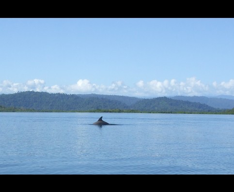 Panama Dolphins 2
