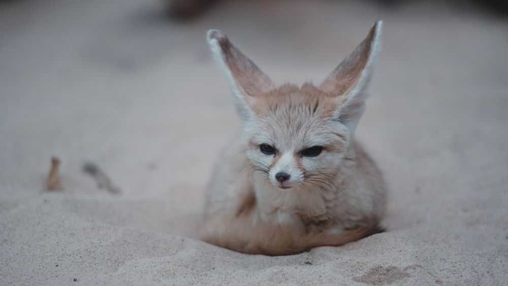 A fennel fox.