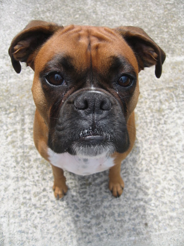 dog