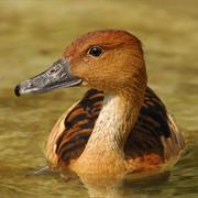 Fulvous Whistling Duck