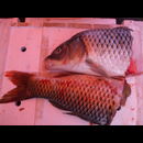 China Fish Markets 9