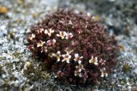 Brook( Polar) Saxifrage