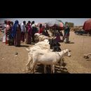 Somalia Animal Market 18