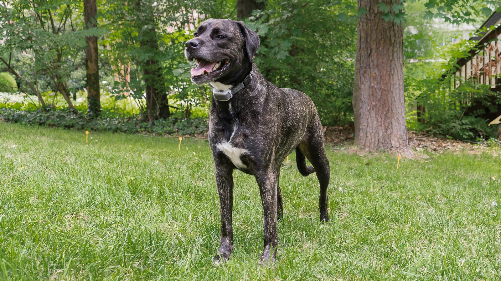 Free Spirit Pet Products