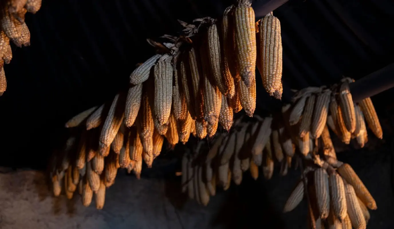 Maize cobs hanging from rafters