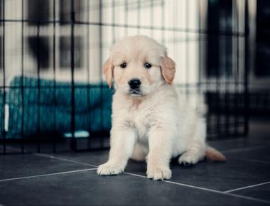 Dog Pooping in Their Crate? Here’s Why & How to Stop It