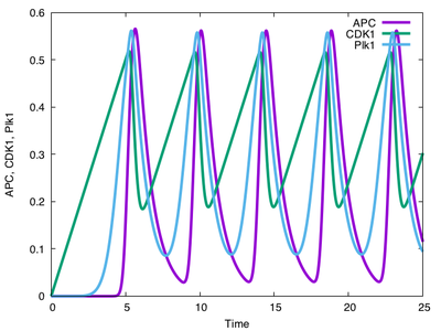 Oscillations in the ODE system.