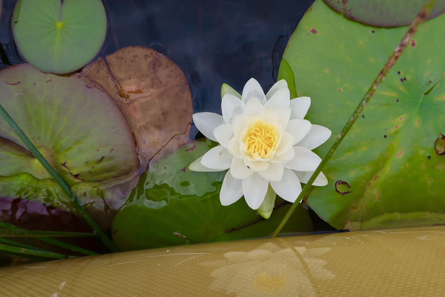 White Lotus Flowers and Lily Pads on Little Gunflint