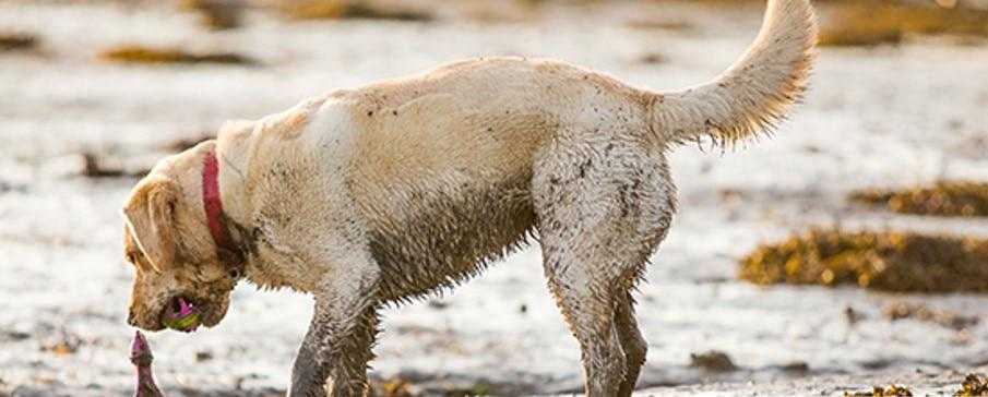 How to Conquer Mud & Messes in the Car