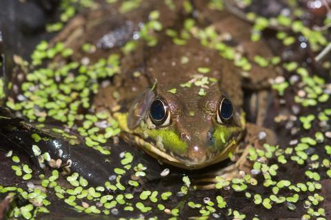 Frog Gigging - Frog Legs - Hen Outdoors