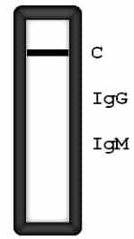 IgG/IgM-teszt: negatív