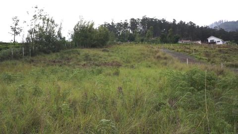 View from the plot