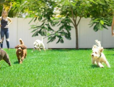Dog Boarding: All You Need to Know