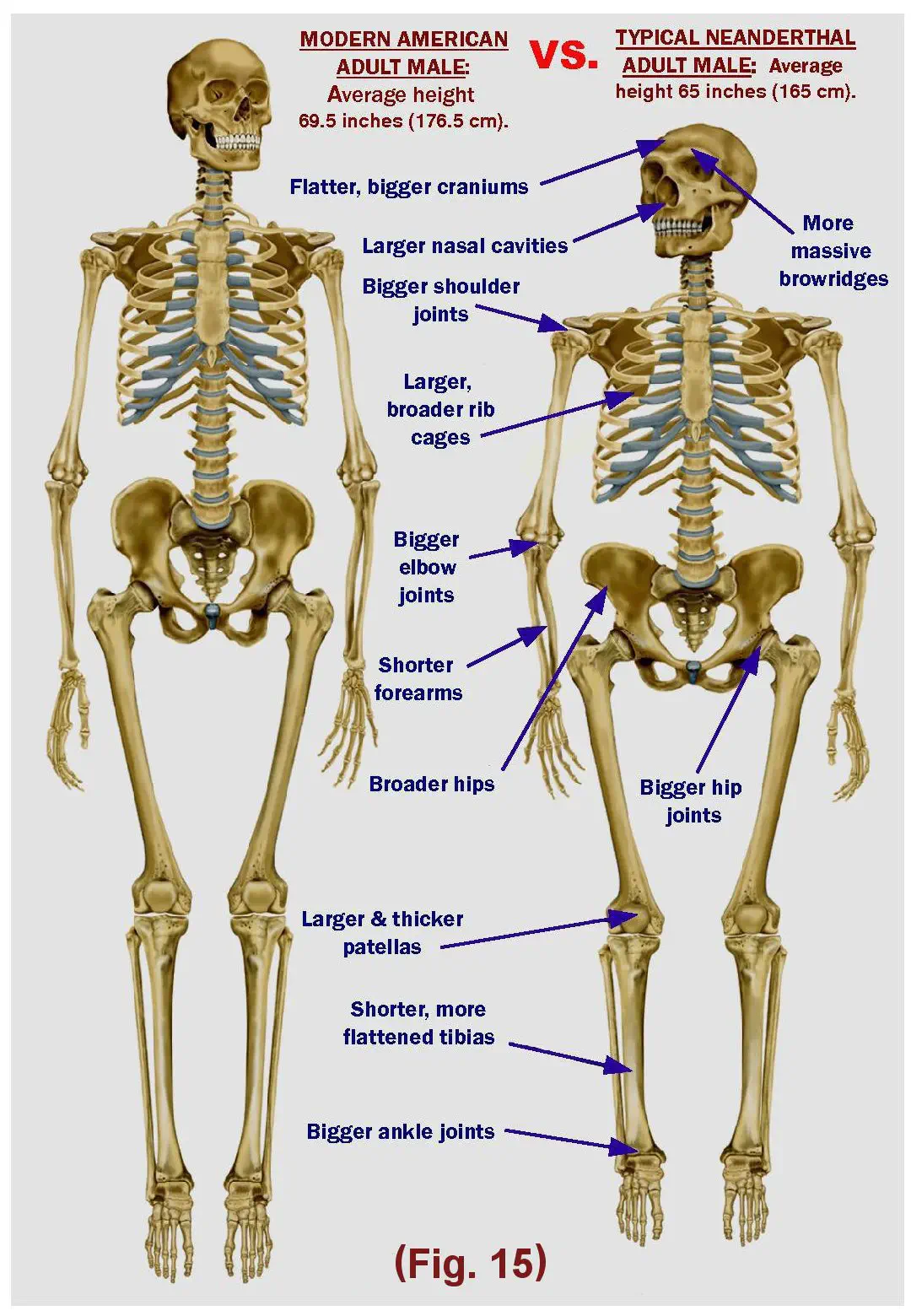 Neandertals-sapiens comparison