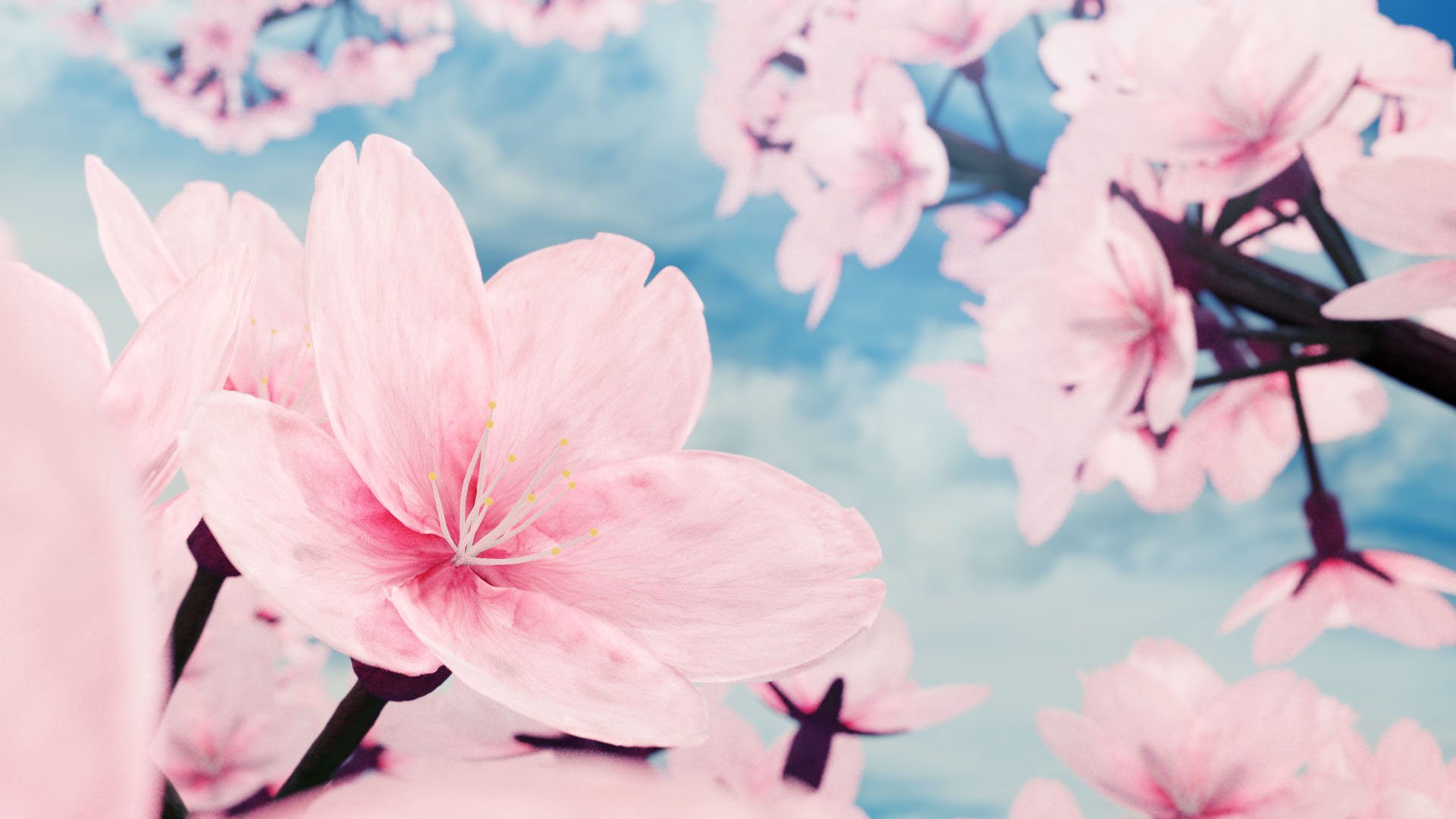Cherry Blossom Rendering