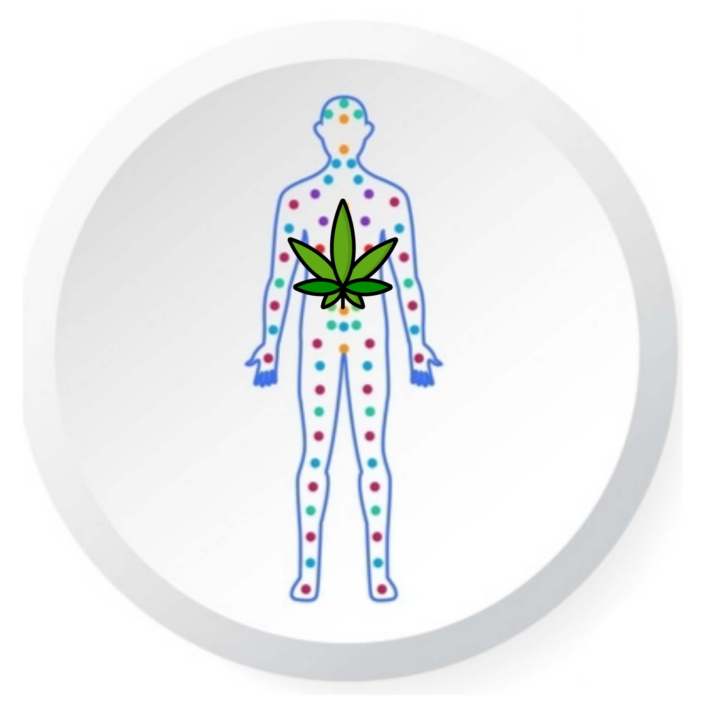 Effects of cannabis edibles on the body