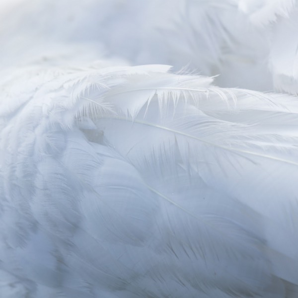 White angel wing feathers
