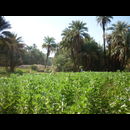 Sudan Nile Oasis 10