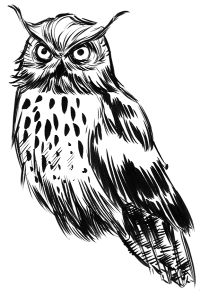 Upset Owl Sketch