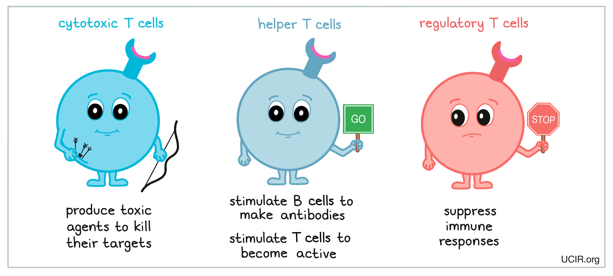 Types of T cells: cytotoxic T cells + helper T cells + regulatory T cells