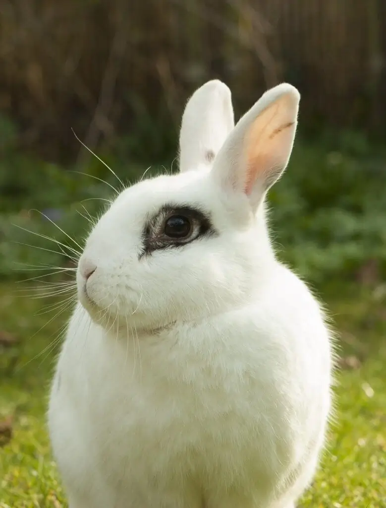 Dwarf Hotot
