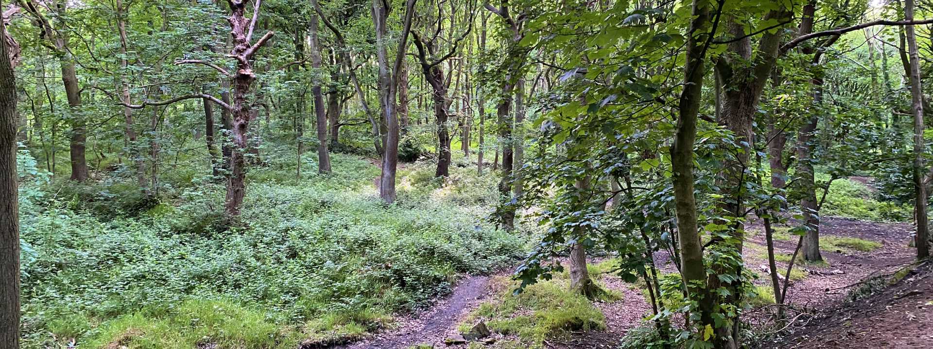 Bramley Fall Woods dense woodland