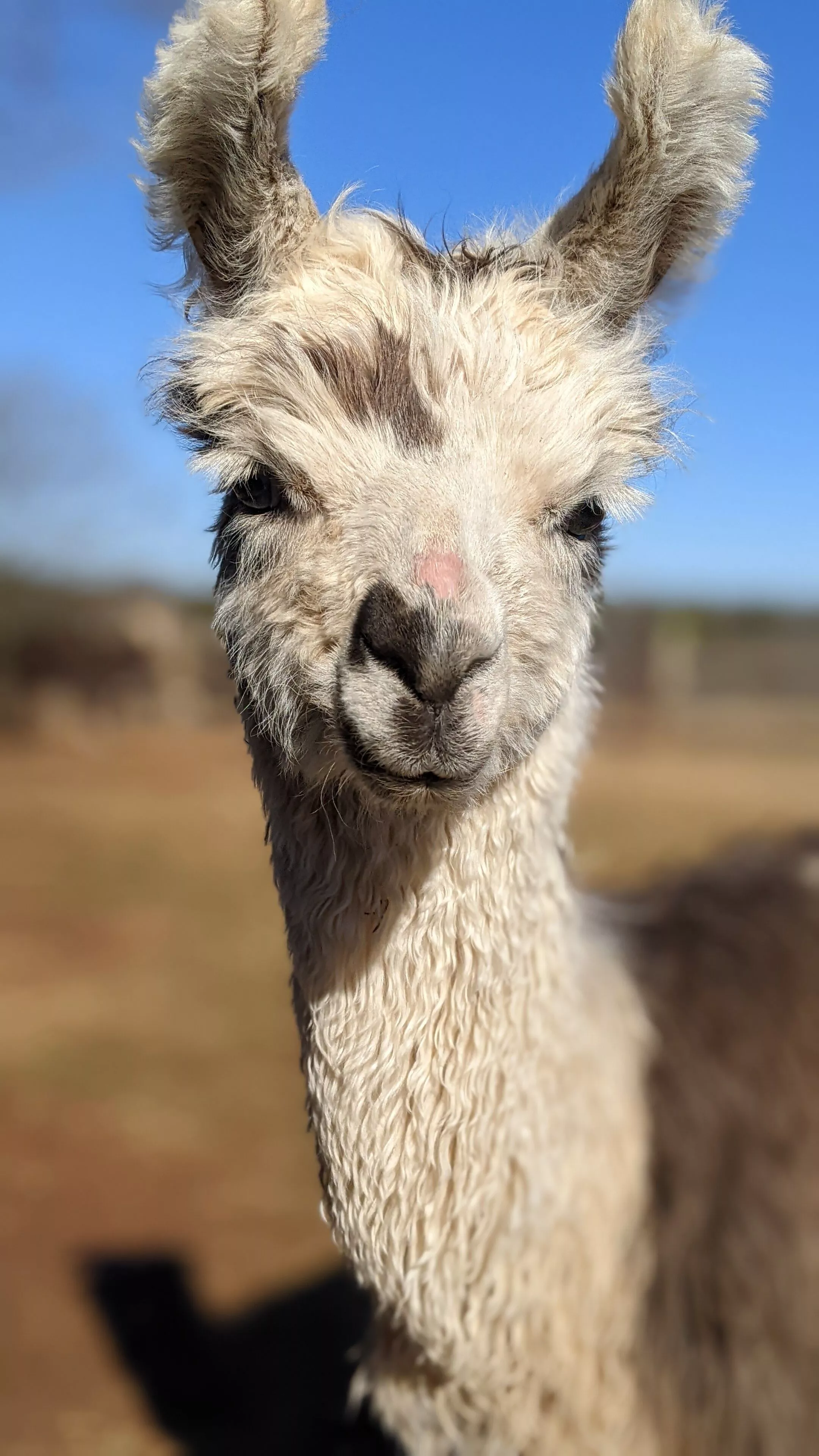 A portrait image of a llama named Flemming