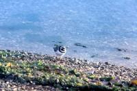Ringed Plover on pebble beach