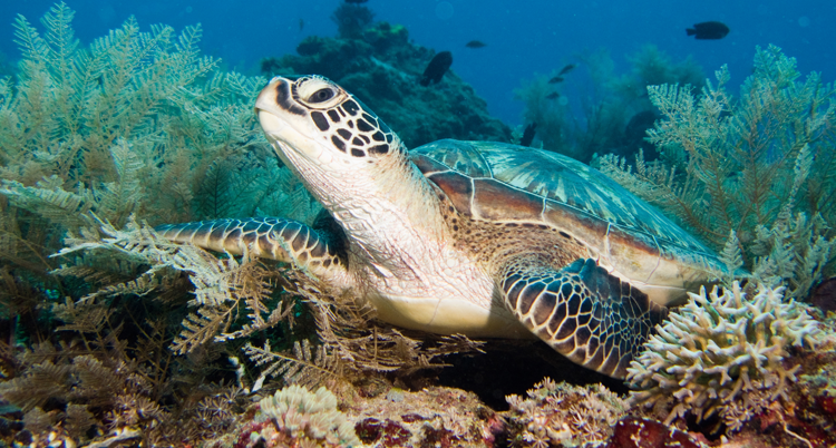 Turtle Heaven is a spectacular dive spot near the Gilis.