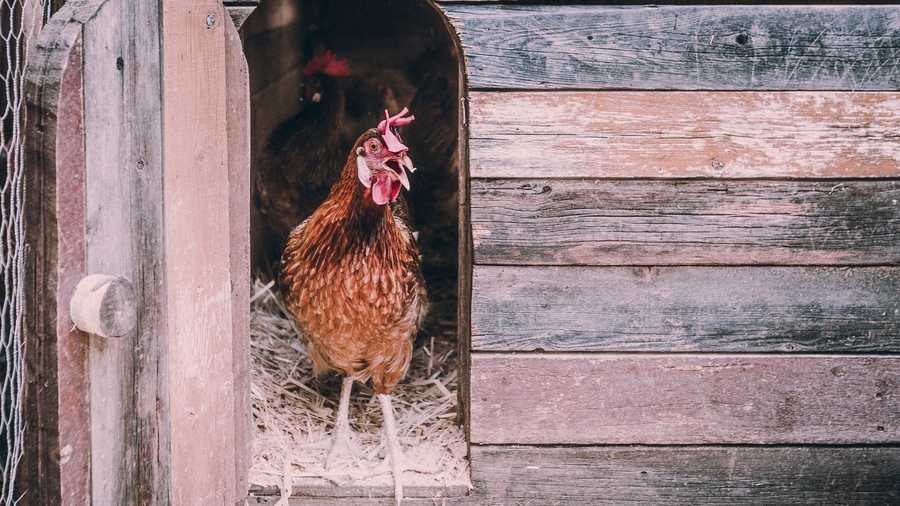 Are You Considering Backyard Poultry?
