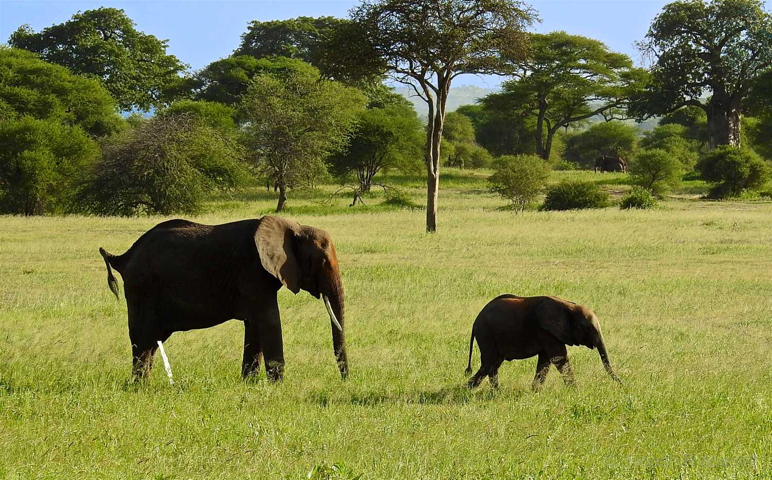 Tanzania Elephants Mother Child
