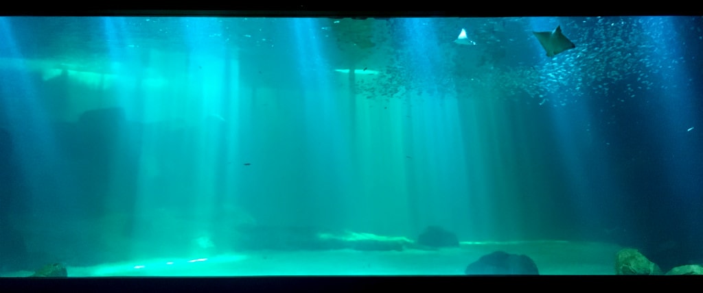 Nausicaa Grand Aquarium