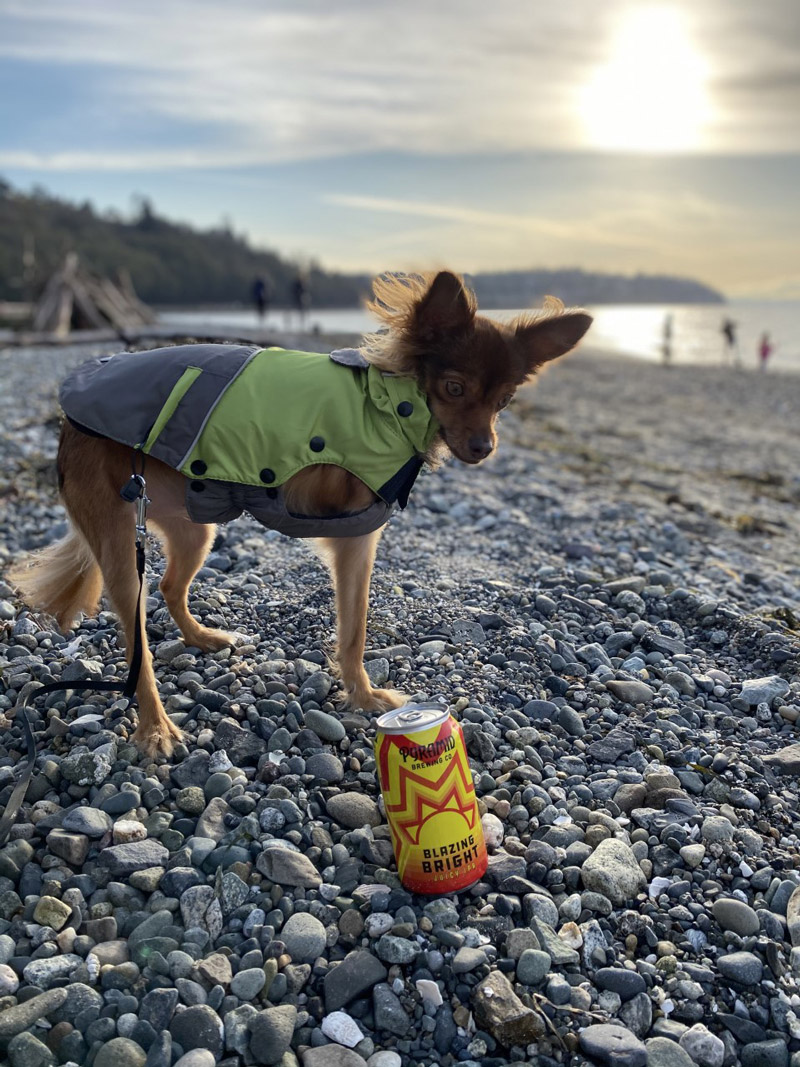 Small dog in a raincoat looks at a can of Pyramid Blazing Bright IPA with a setting sun in the distance. The dog stands on a rocky shoreline with a lake and forest in the background